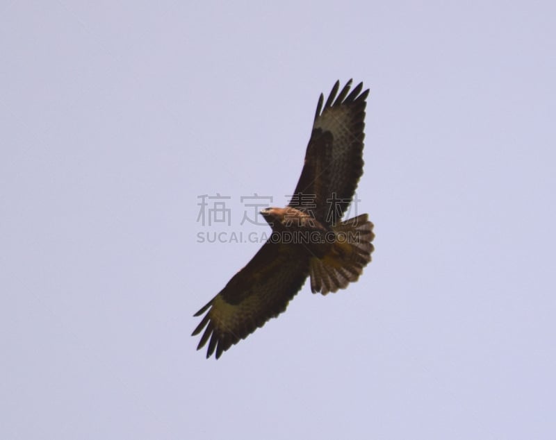 食肉鸟,红隼,成年的,雀鹰,天空,褐色,野生动物,水平画幅,无人,鸟类