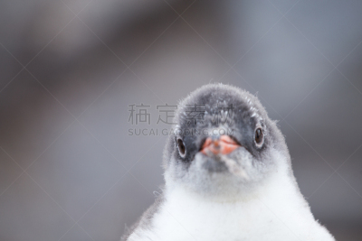 小鸟,巴布亚企鹅,水,雪,企鹅,动物身体部位,全球通讯,地球形,全球商务,人的眼睛