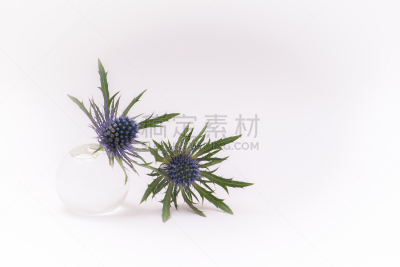 蓝色,蓟,花瓶,小的,水,美,贺卡,艺术,水平画幅,情人节
