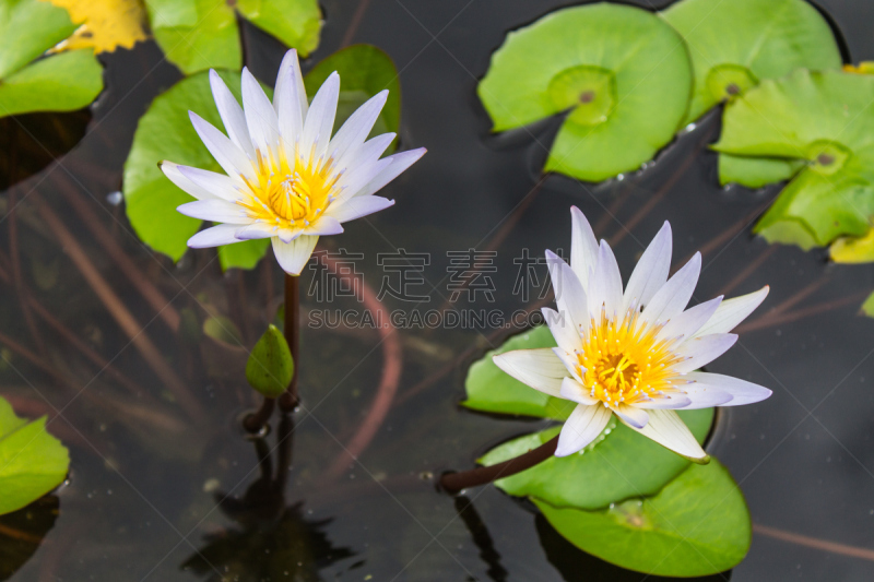 池塘,莲花,水生植物,水平画幅,蜜蜂,睡莲,无人,户外,班戈寇科省,泰国