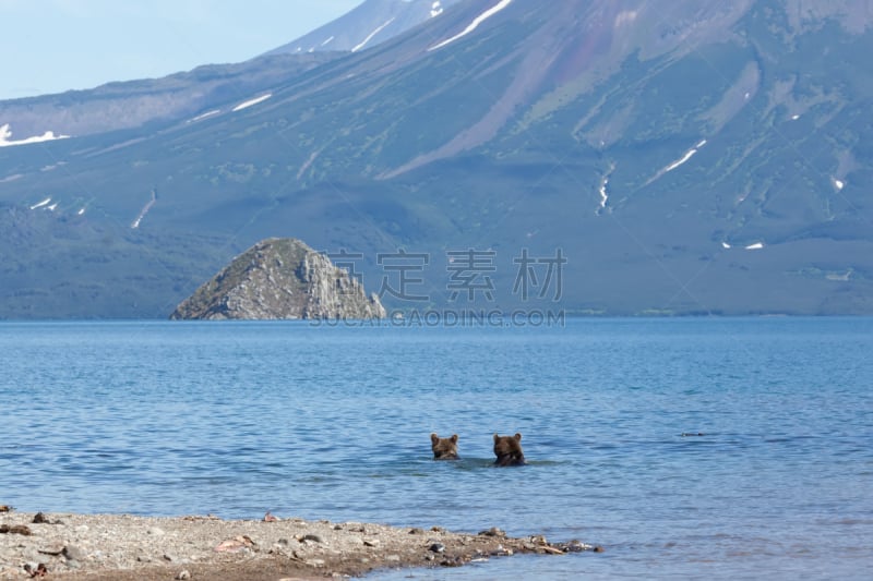 湖,棕熊,野外动物,两只动物,背景,动物头,山,国内著名景点,野生动物,肖像