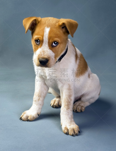 小狗,可爱的,澳大利亚斗牛犬,少年伴侣,澳大利亚文明,牧羊犬,垂直画幅,美,机敏,青少年