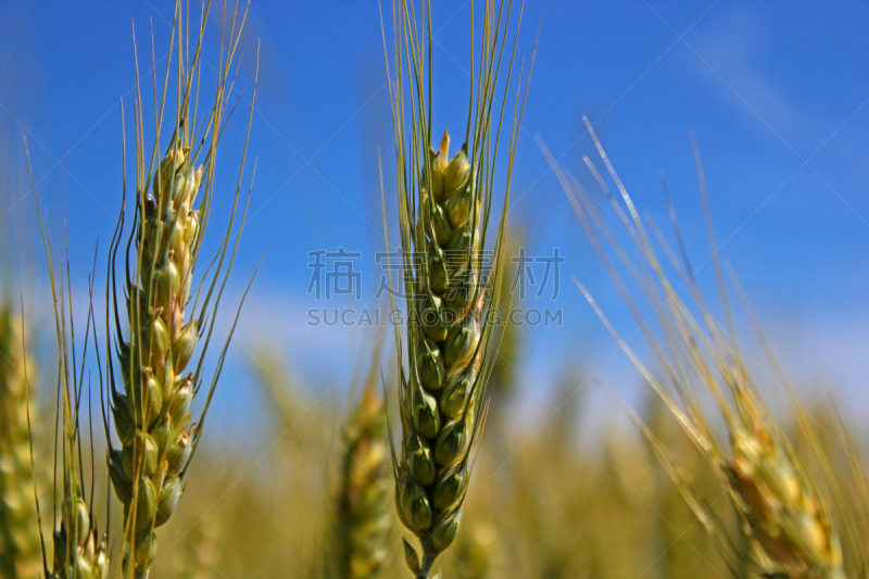 小麦,天空,风,夏天,干的,明亮,农作物,地平面,金色,草地