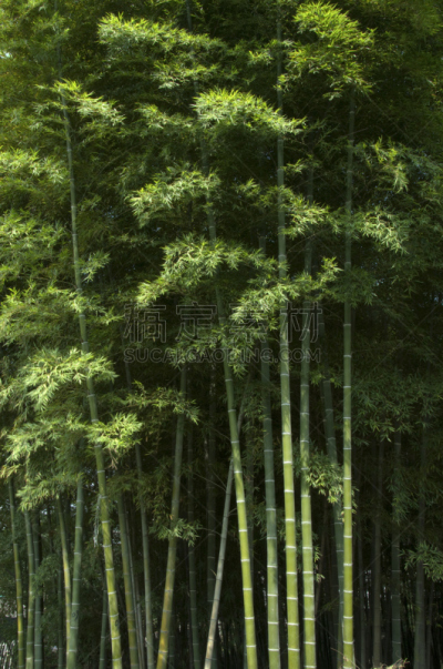 竹林,自然,垂直画幅,宁静,绿色,无人,户外,太阳,植物茎,植物