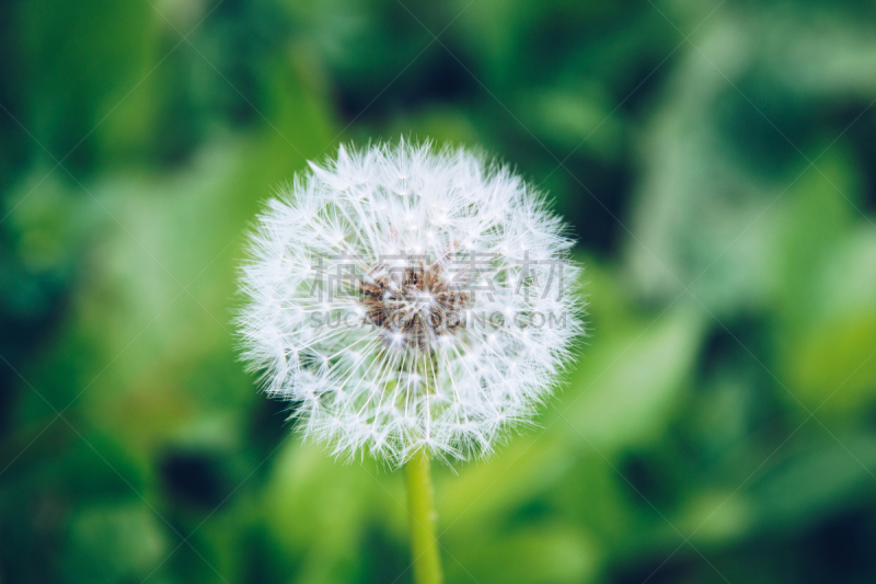 钟,蒲公英,植物,花朵,球体,家庭,雏菊族,多年生植物,水果,花