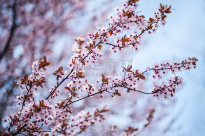 特写,自然美,春天,前景聚焦,水,夏天,草,完美,明亮,白色