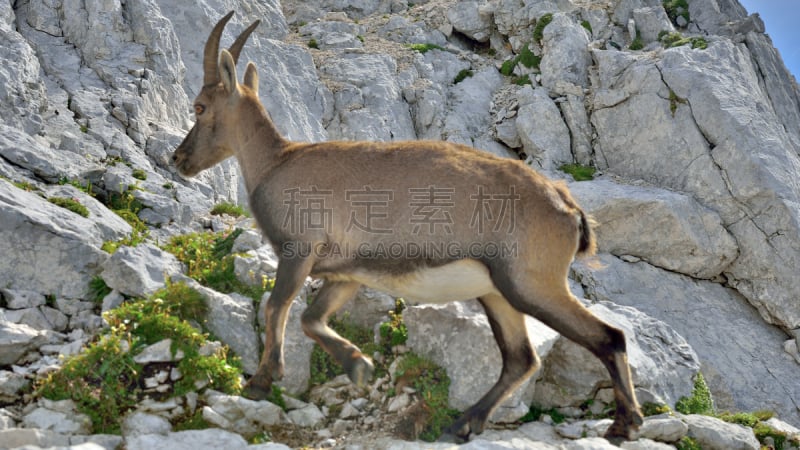 阿尔卑斯山巨角山羊,意大利,黛安娜公主,正面视角,褐色,水平画幅,julian alps,无人,野外动物,雌山羊