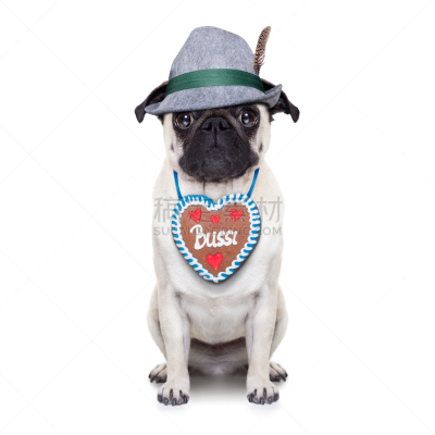 巴哥犬,德国,puggle犬,皮短裤,慕尼黑,啤酒节,巴伐利亚,斗牛犬,十月,狗