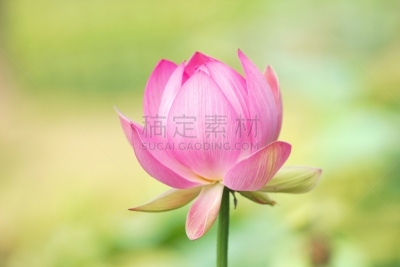 荷花,自然美,天空,留白,水下,旅行者,夏天,仅一朵花,四季,风景
