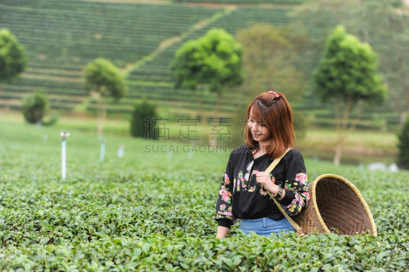 亚洲,种植园,茶叶,水平画幅,山,早晨,户外,篮子,植物