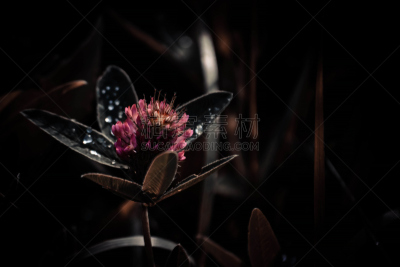 三叶草芽,水平画幅,夜晚,无人,夏天,户外,阶调图片,充满的,植物,叶子