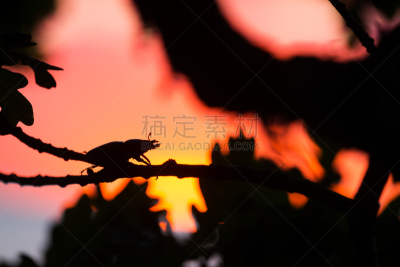 雌性动物,鹿角锹虫,自然美,自然,无脊椎动物,褐色,水平画幅,无人,巨大的,节肢动物
