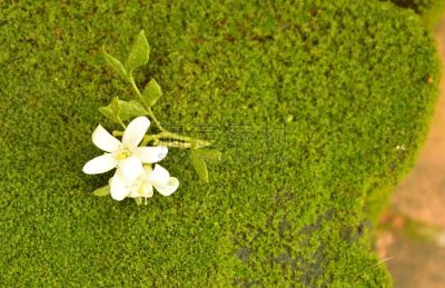 苔藓,陆地,橙色,茉莉,月橘,花冠,心皮,自然,芳香的,水平画幅