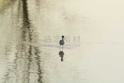 高跷,黑色,保罗乌切罗,自然,水平画幅,生物,无人,侧面像,全身像,鸟类