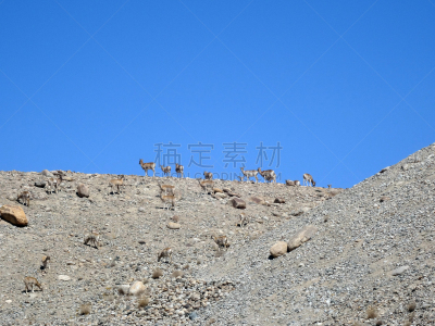 岩石,山羊,纳波,赞斯卡,野生山羊,摩羯座,蹄,天空,水平画幅,动物身体部位