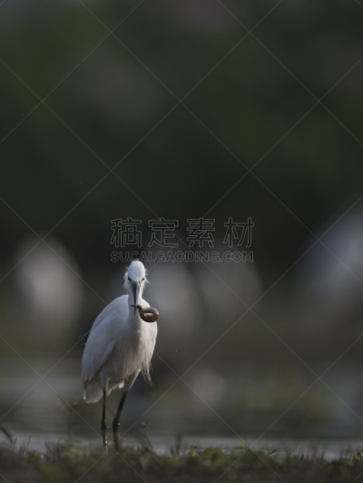 小白鹭,鱼类,垂直画幅,水,无人,鸟类,鹭科,膳食,野外动物,户外