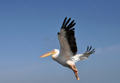 鹈鹕,白鹈鹕,沃尔维斯湾,天空,水平画幅,鸟类,巨大的,动物身体部位,野外动物,夏天