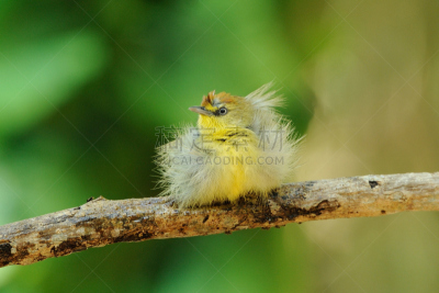 babbler,条纹,山雀,自然,水平画幅,绿色,无人,鸟类,户外,北美歌雀