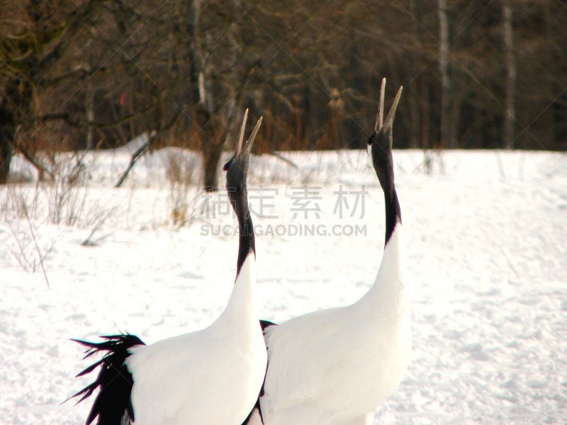 鹤,红松,王冠,日本,水平画幅,雪,无人,鸟类,两只动物,户外