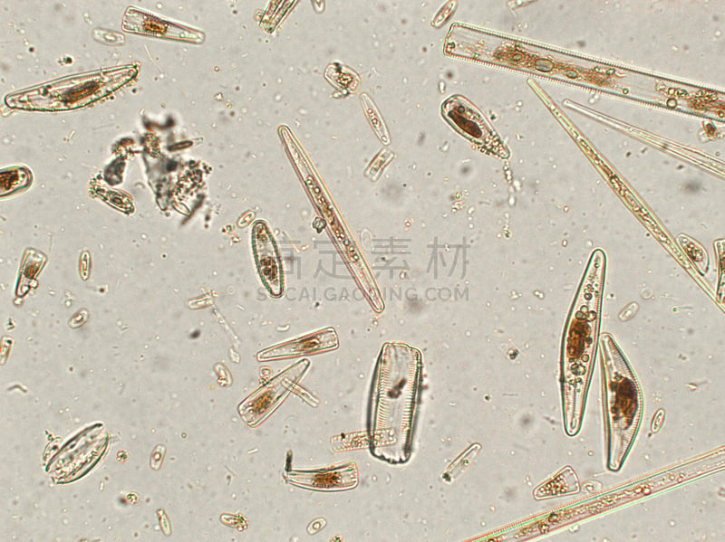 硅藻属,放大效果,在下面,生物学,生物燃料,显微镜,退化单眼,淡水,海洋生命,环境