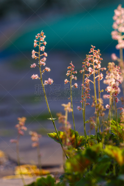 粉色,矾根属植物,花坛,园林,夏天,自然,草原,垂直画幅,风景,图像
