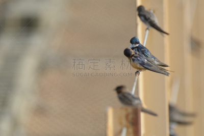 金属丝,家燕,留白,褐色,水平画幅,高视角,谷仓,无人,鸟类,户外