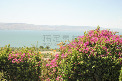 瓢虫,英文字母b,塔布加,提比略湖,朝拜者,水平画幅,山,草原,户外