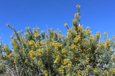 二十九棵棕榈,膀胱,风,活力,浪漫,沙漠,户外,开花植物,诗人,克服困难