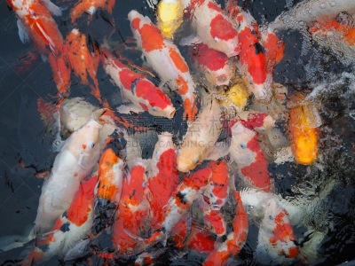 池塘,锦鲤,鱼类,动物,鲤鱼,水生动植物,户外,印度尼西亚,白色,自然