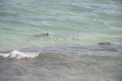 海龟,印度洋,水,温度,水平画幅,巨大的,户外,绿蠵龟,动物鳍,爬行纲