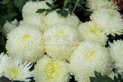 大丽花属,白色,自然,美,式样,水平画幅,新加坡,无人,特写,花束