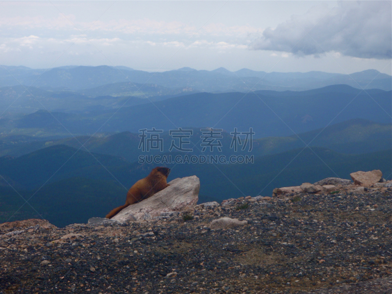 科罗拉多州,旱獭,山脉,黄色,天空,褐色,洞,水平画幅,雪,多洛米蒂山脉
