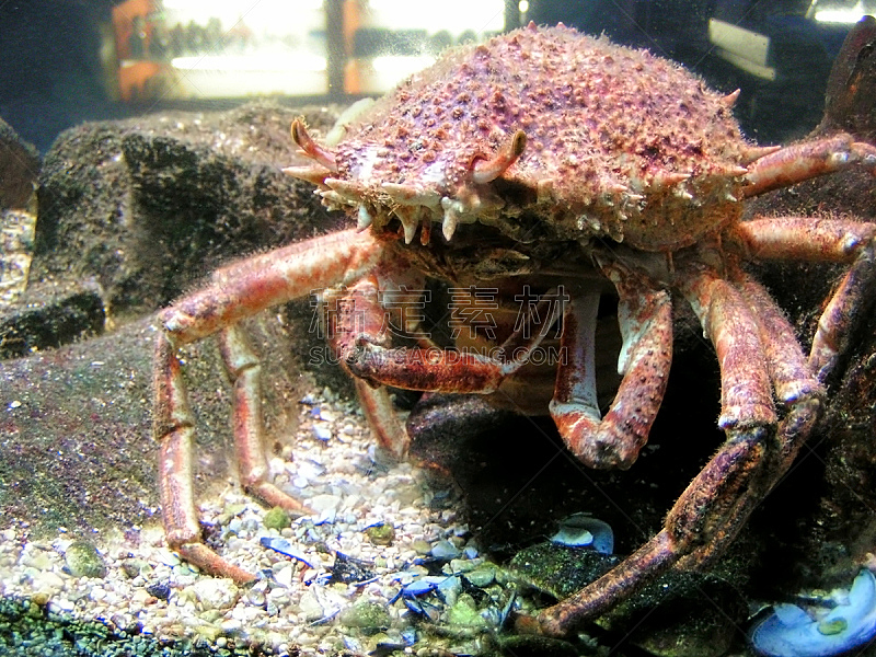 澳大利亚巨蟹,水,水平画幅,无人,水下,怪异,特写,活力,螃蟹,彩色图片