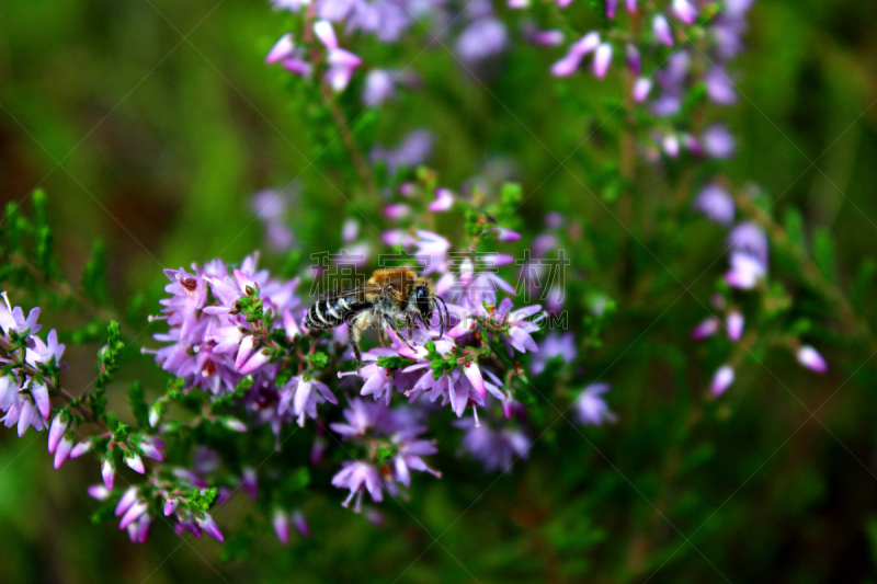 蜜蜂,紫色,仅一朵花,非洲杀人蜂,石南花,自然,水平画幅,无人,特写,动物