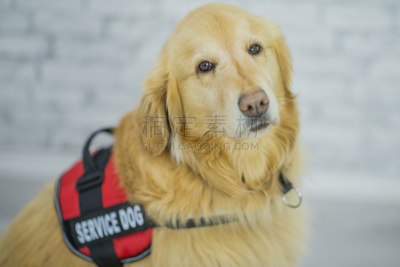 服务犬,导盲犬,盲人,金毛寻回犬,宠物收养,寻回犬,动物挽具,援助之手,水平画幅,导游