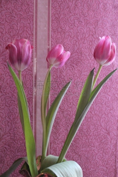 郁金香,草,色彩鲜艳,园林,植物,户外,园艺,生日,白色,自然