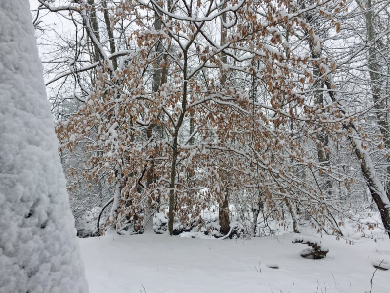 冬天,森林,自然,美国,水平画幅,雪,无人,户外,干的,北美