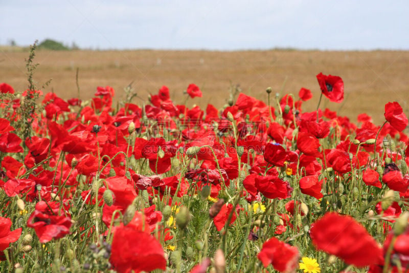 Red Poppy