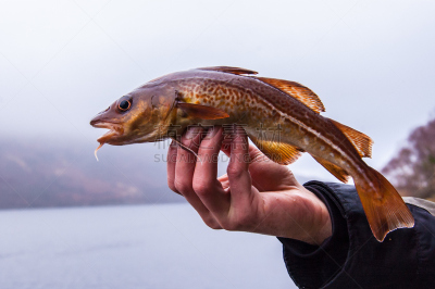 Freshly caught cod in a Scottish loch on angler's hand