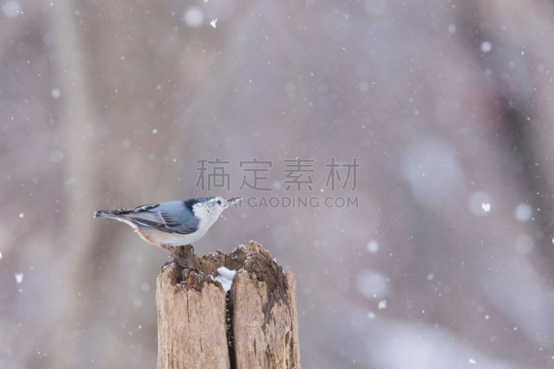 白胸五十雀,冬天,五子雀,野生动物,水平画幅,雪,无人,鸟类,摄影,唱