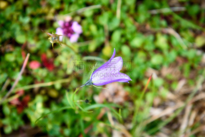 紫色,花朵,铃,沙漠矮牵牛,石生风铃草,风铃草属,野风信子,水,美,公园