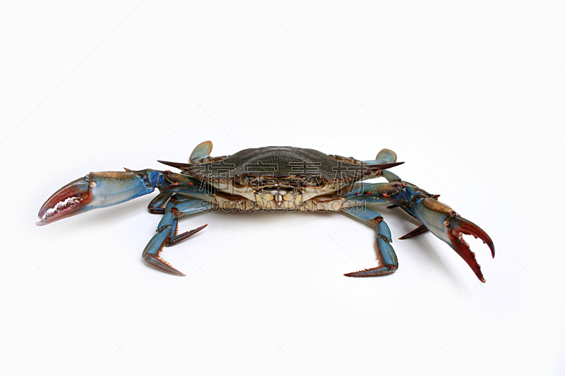 蓝蟹,白色背景,一只动物,动物,背景分离,特写,蟹腿,彩色图片,海产