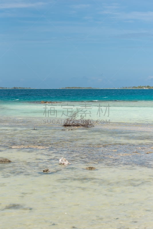 海滩,木制,白沙国家纪念馆,tetiaroa,波拉波拉,塔西提岛,椰子树,法国海外领土,蜜月,垂直画幅