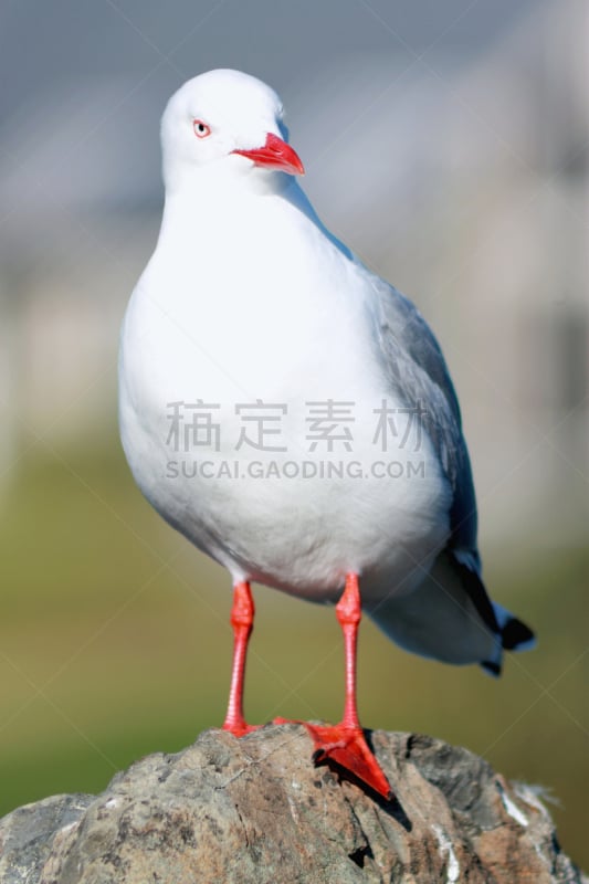 特写,红喙海鸥,垂直画幅,野生动物,鸟类,野外动物,户外,海洋,红色,新西兰