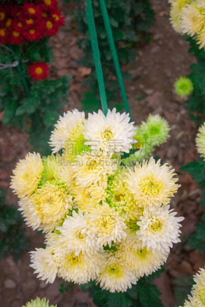 秋天,背景,菊花,自然美,壁纸,绘画艺术品,接力赛,垂直画幅,芳香的,夏天