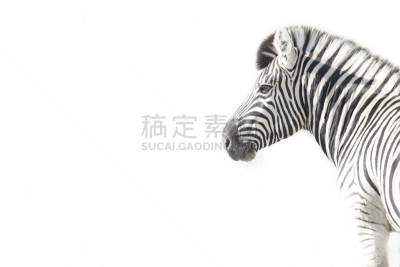 斑马,亮色调,图像,阿多大象国家公园,达马拉兰,赞比亚,有蹄哺乳动物,肖像,考科维尔德,卡格拉格帝边境公园