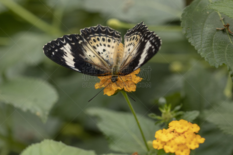 Prise de vue de papillon cethosia biblis, famille des Nymphalidés, au 100 mm macro, 400 iso, f 4, 1/160 second