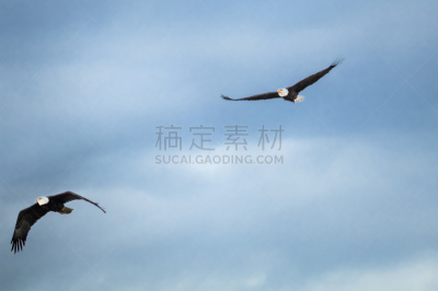 两只动物,白头鹰,天空,褐色,食肉鸟,水平画幅,鸟类,动物身体部位,野外动物,户外