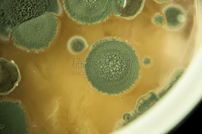 烟曲霉菌,生物科技,水平画幅,孢子,微生物学,科学实验,科学,生物学,实验室,特写