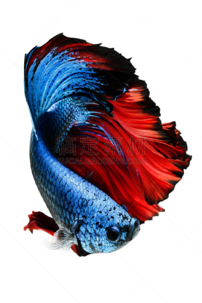 鱼类,分离着色,白色背景,尾鳍,暹罗斗鱼,动物的鳞,鱼缸,水族馆,垂直画幅,水